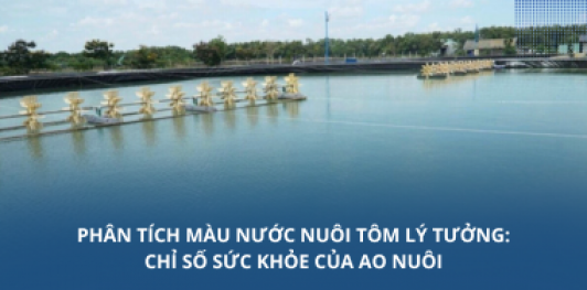 Phân tích màu nước nuôi tôm lý tưởng: Chỉ số sức khỏe của ao nuôi